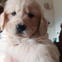 Cuccioli di Golden Retriever con Pedigree