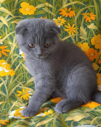 Cucciolo Scottish fold