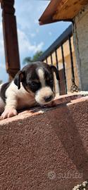 cucciolo Jack russel 