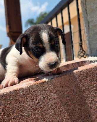 cucciolo Jack russel 