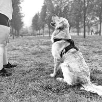 Golden maschio inglese per accoppiamento