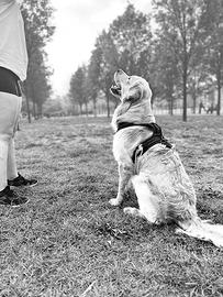 Golden maschio inglese per accoppiamento