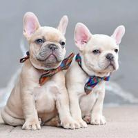 BULLDOG - BOULEDOGUE FRANCESE CUCCIOLI pag rateale