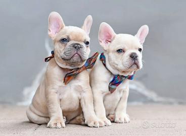 BULLDOG - BOULEDOGUE FRANCESE CUCCIOLI pag rateale