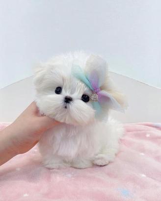 maltese toy
