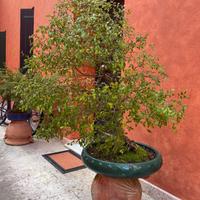 bonsai e prebonsai