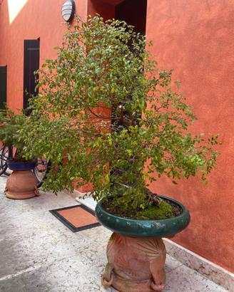 bonsai e prebonsai