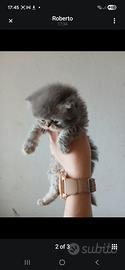 gattino persiano