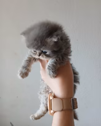 gattino persiano