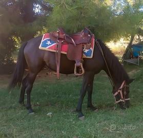 Doppio pony cavalla