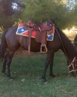 Doppio pony cavalla