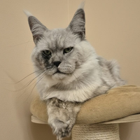 Cuccioli Maine Coon taglia grande