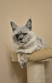 Cuccioli Maine Coon taglia grande