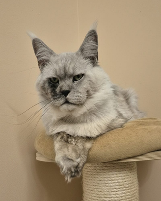 Cuccioli Maine Coon taglia grande