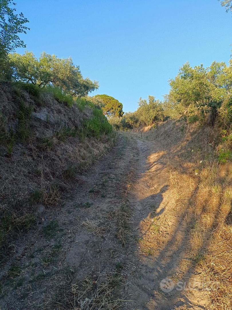 Terreno agricolo con oliveto qualità "Frantoio" - Vista 3
