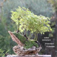 Paesaggi in miniatura 