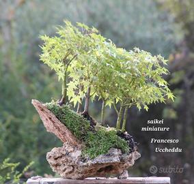 Paesaggi in miniatura 