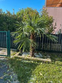 Palme