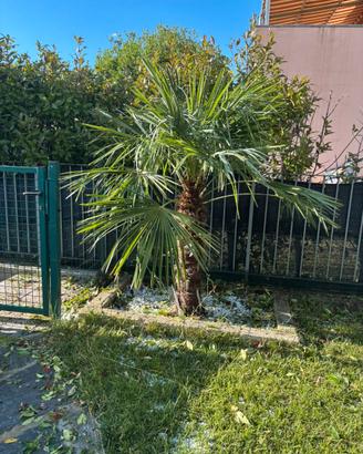 Palme