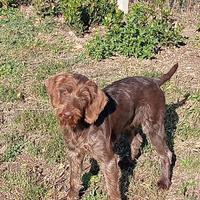 Cucciolo di drahtaar