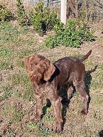 Cucciolo di drahtaar