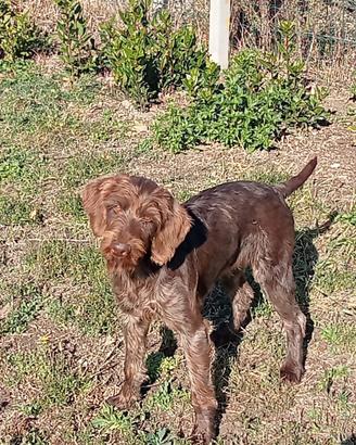 Cucciolo di drahtaar