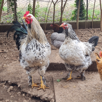 Galline e galli