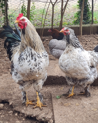 Galline e galli