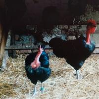 Polli collo nudo di transilvania