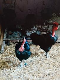 Polli collo nudo di transilvania