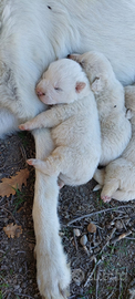 Cuccioli di pastore abruzzese