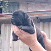 Cuccioli di cane corso