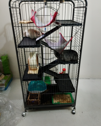 Animali