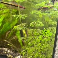 Limnophyla sessiflora