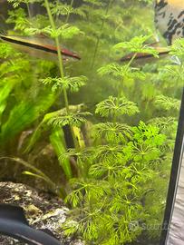 Limnophyla sessiflora