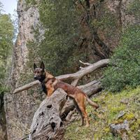 MALINOIS per accoppiamento