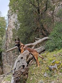 MALINOIS per accoppiamento