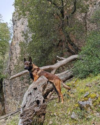 MALINOIS per accoppiamento