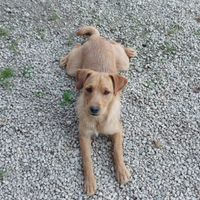 Meticcio piccola-media taglia