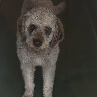 Lagotto romagnolo