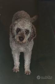 Lagotto romagnolo