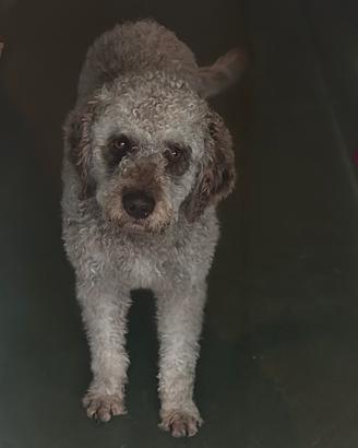 Lagotto romagnolo