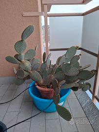Pianta grassa