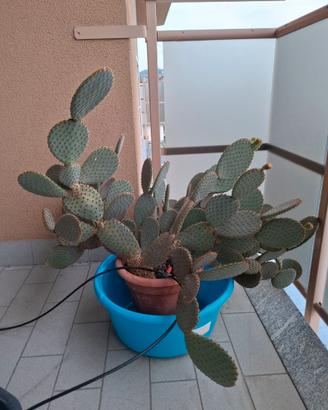 Pianta grassa
