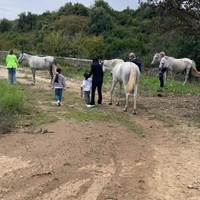 Cavalli, pony e doppi pony, mula