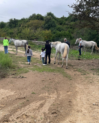 Cavalli, pony e doppi pony, mula