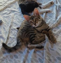 Gattino tigrato 3 mesi