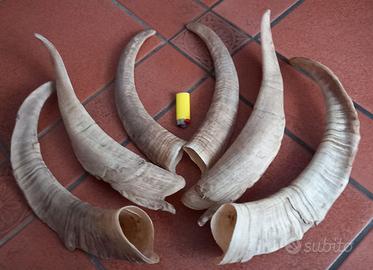 Trofei per artigianato e decorazione