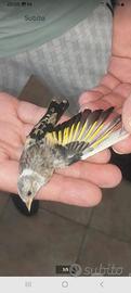 Cardellina
