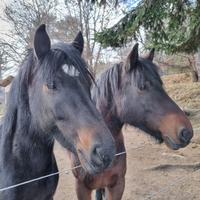 Due cavalle bardigiane